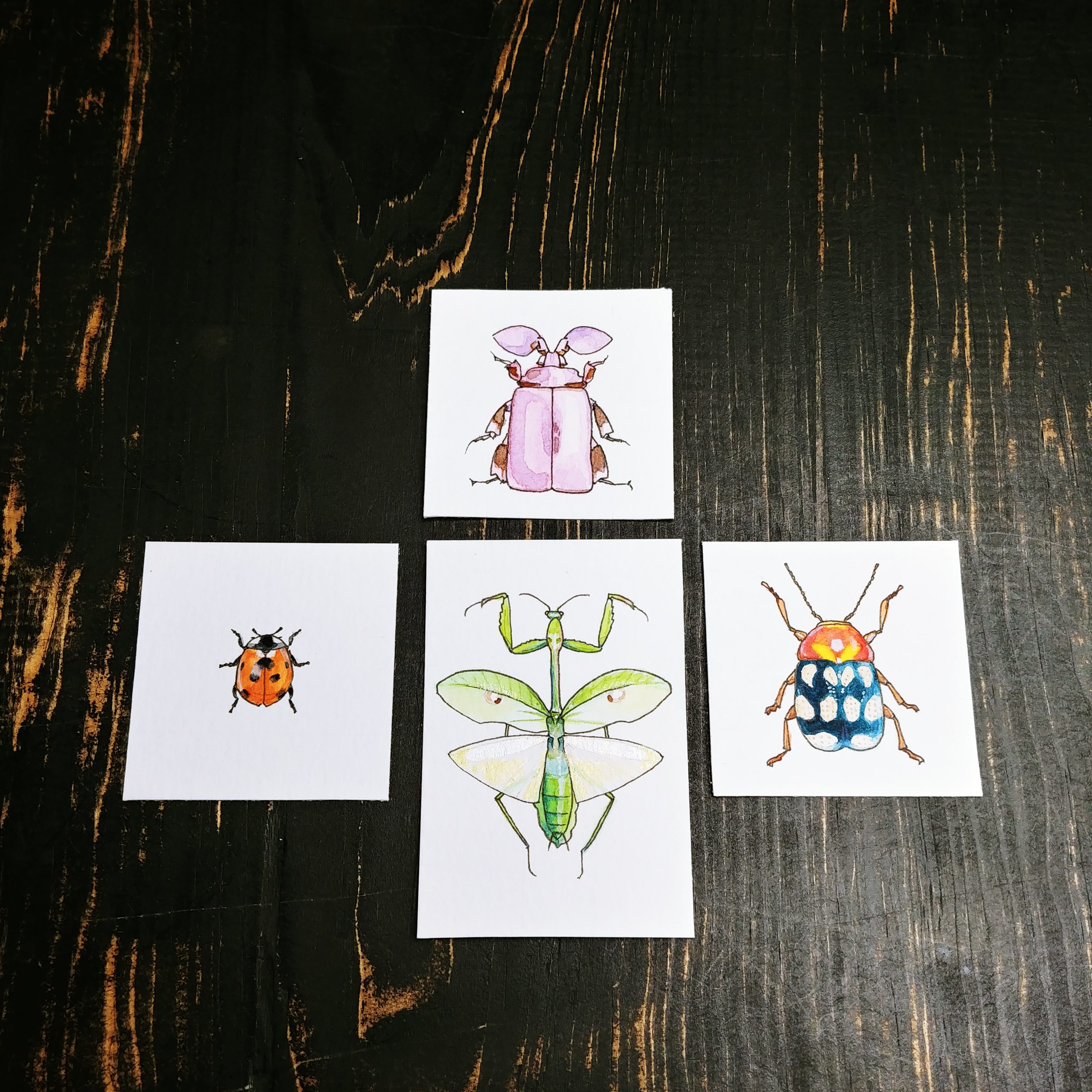 #100TinyBugs – Bugs 21 through 40